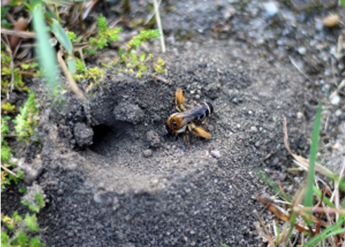 Faire enlever un de nid d'abeille sauvage à Rouen - Allo la guêpe