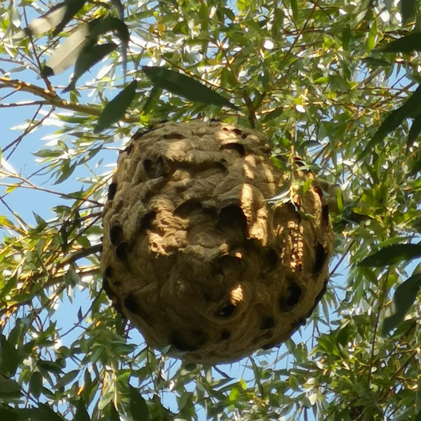 Nid secondaire de frelons asiatiques- Destruction de nid de guêpe à Rouen - Allo la guêpe