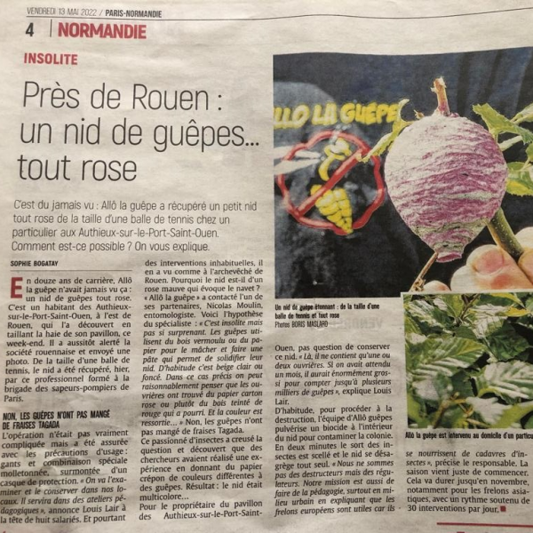 Un nid de guêpes récupéré près de Rouen pourquoi était-il rose - Destruction de nid de guêpe à Rouen - Allo la guêpe