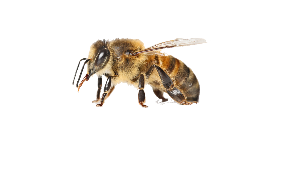abeille allo la guepe protection