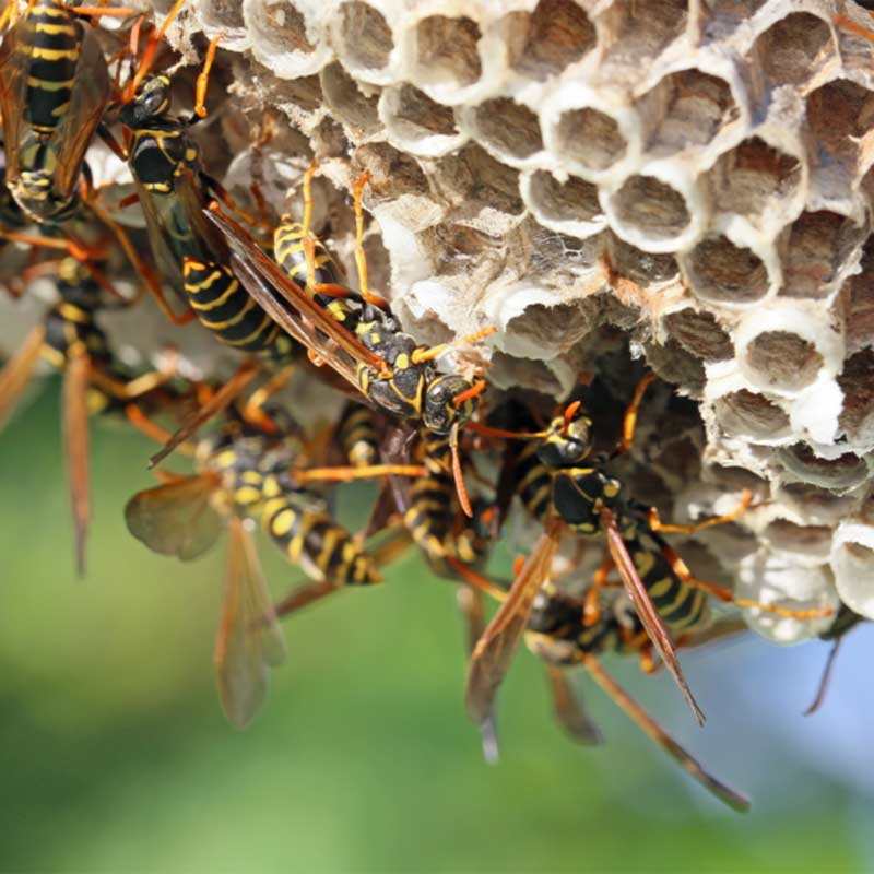 guêpes polistes