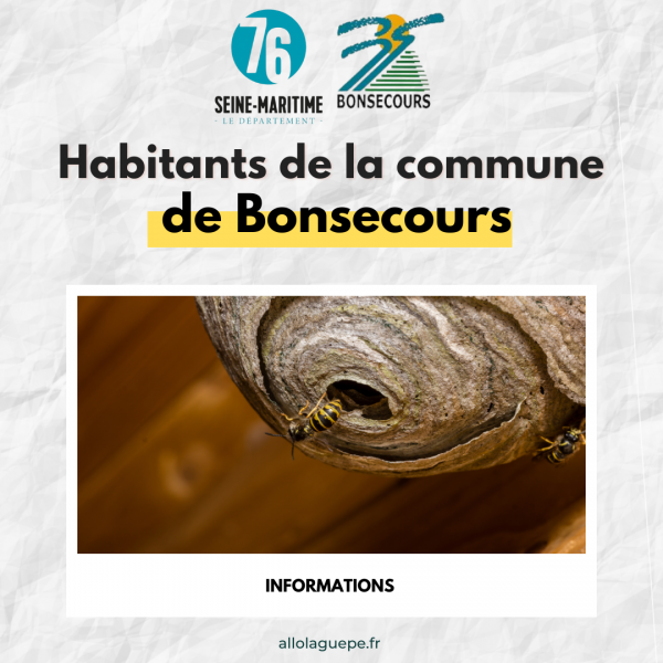 Informations aux Bonauxiliens - Destruction de nid de frelons asiiatiques à Bonsecours- Allo la guêpe copie