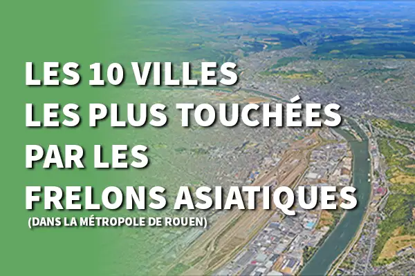 Les 10 villes de Rouen où il y a le plus de frelons asiatiques