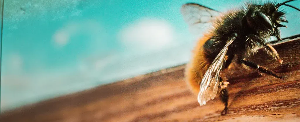 une abeille sur un morceau de bois