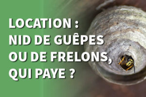 nid de guêpes ou frelons en location