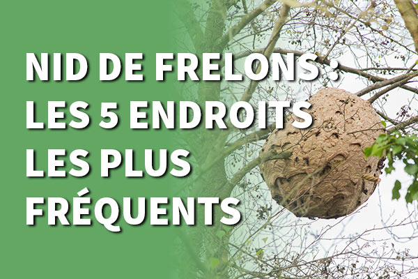 Nis de frelons dans un arbre