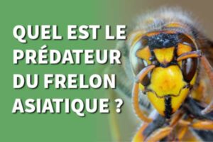 prédateurs des frelons asiatiques