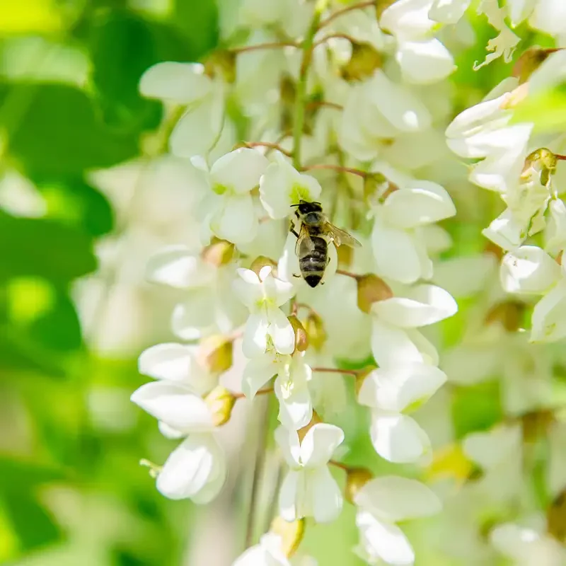 une abeille sur une fleur d'acacia