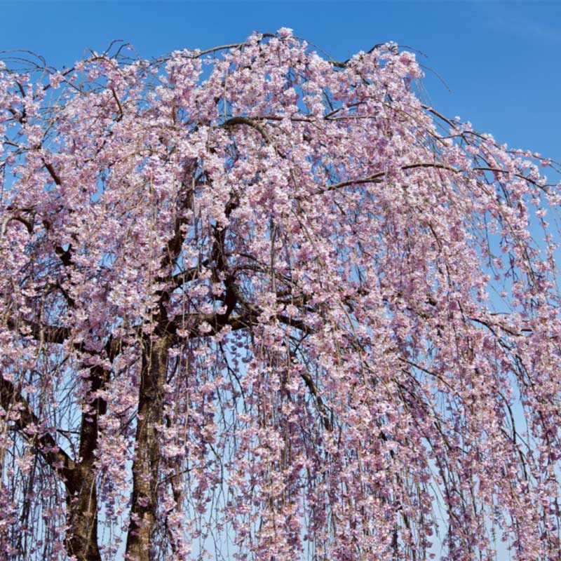 frelons dans cerisier fleuri