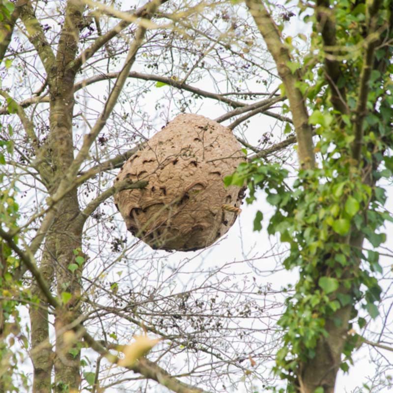 nid de frelons dans un arbre