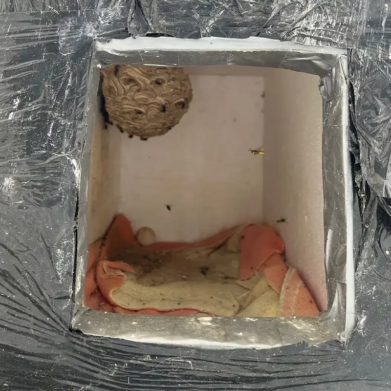 un nid de guêpes dans une boite