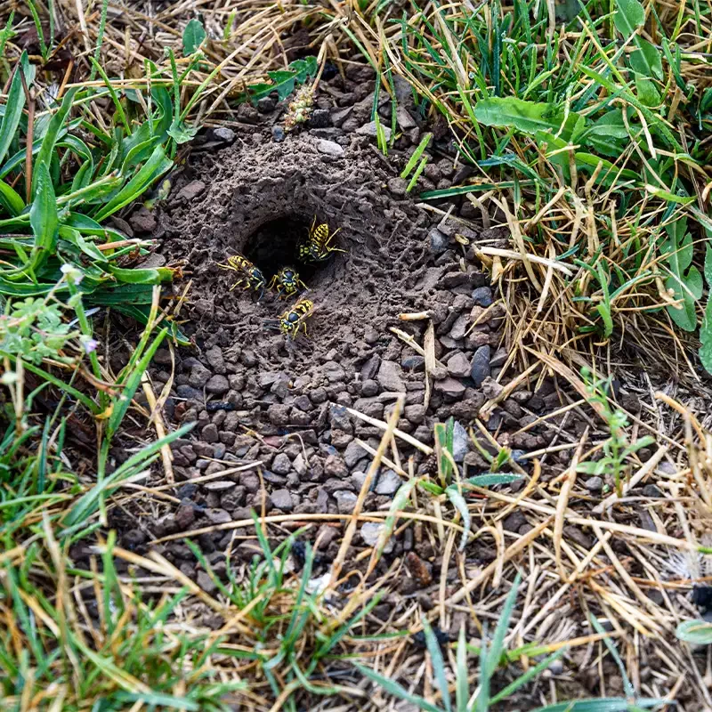 5 endroits où se trouvent les nids de guêpes Allo la Guepe